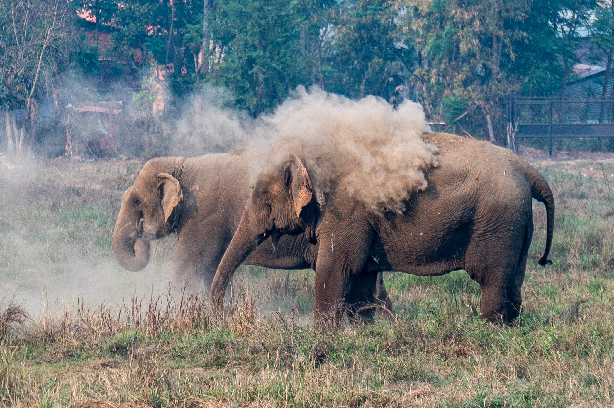 Sunrise Elephant Bush Walk